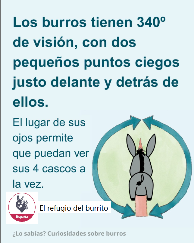 Visión del burro